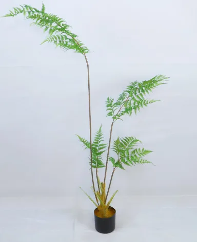 1.6cm金丝猴蕨