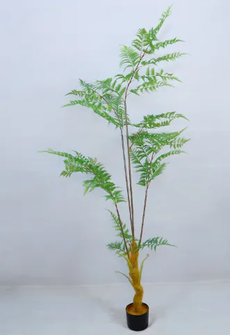 2m金丝猴蕨
