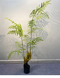 猴蕨