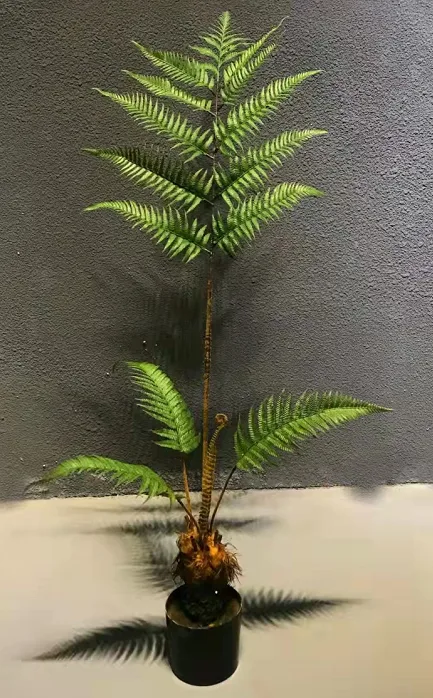 粗杆蕨树
