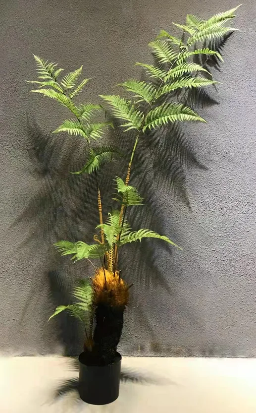 粗杆蕨树