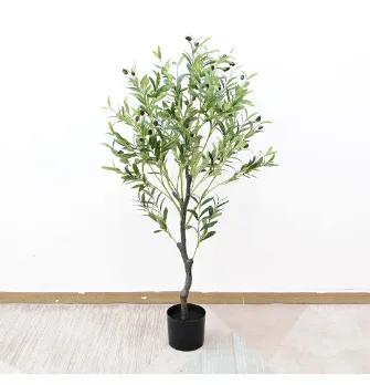 橄榄树