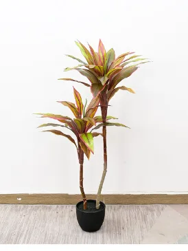 新朱蕉
