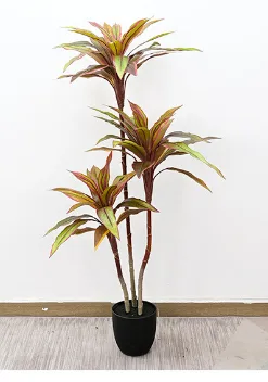 新朱蕉