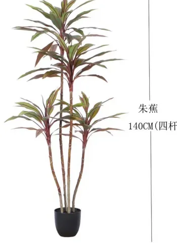 新朱蕉