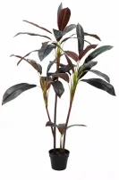 朱蕉