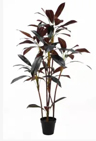 朱蕉