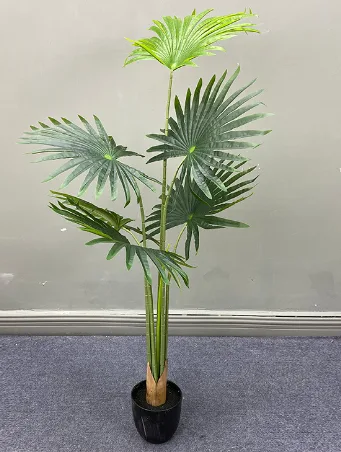 加州蒲葵