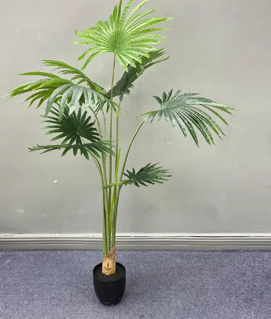 加州蒲葵
