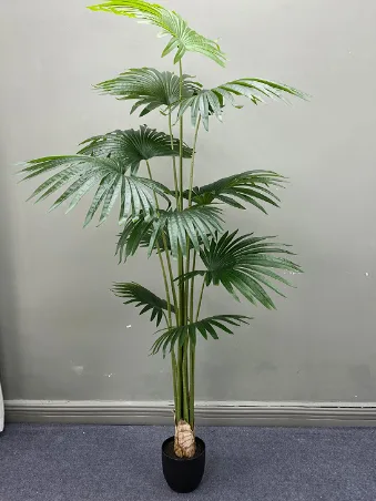 加州蒲葵