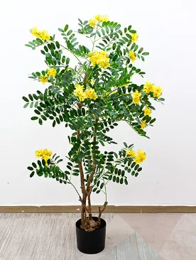 槐花树