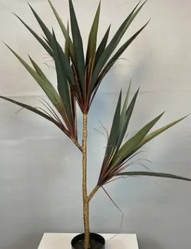 小叶剑兰