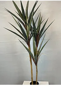 小叶剑兰