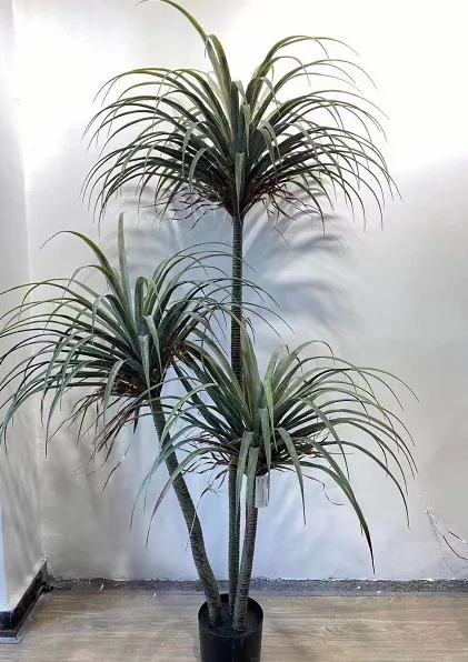 3杆龙血树