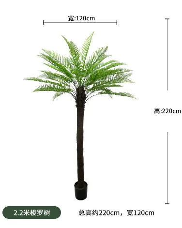 220cm梭罗树