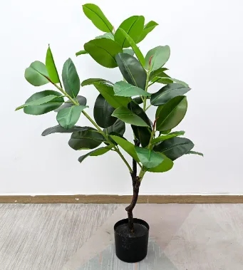 橡皮树