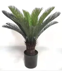 小号苏铁