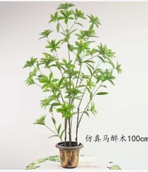 长叶马醉木