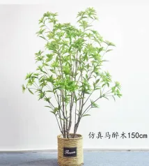 长叶马醉木