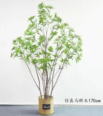 长叶马醉木