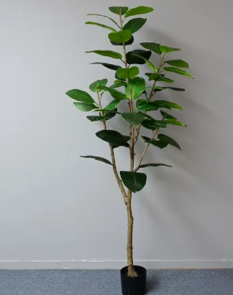 橡皮树