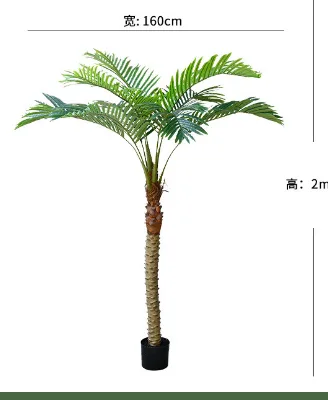 针葵