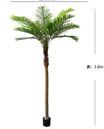 针葵