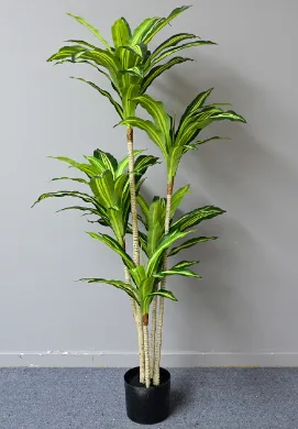 黄心巴西铁