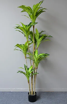 黄心巴西铁