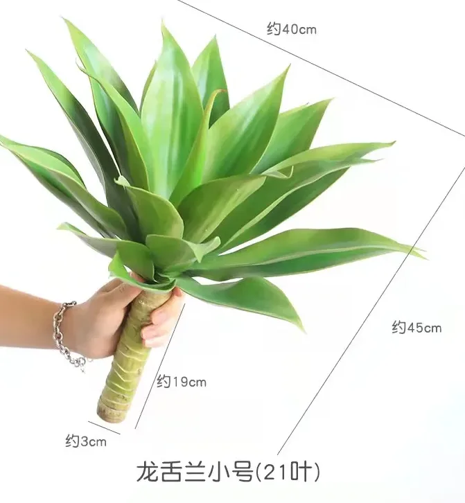 小号龙舌兰