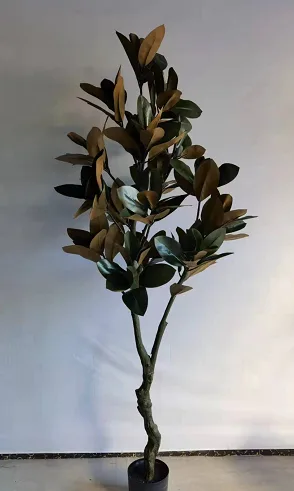 玉兰树