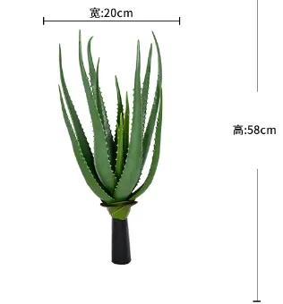 大芦荟
