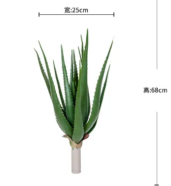 特大芦荟