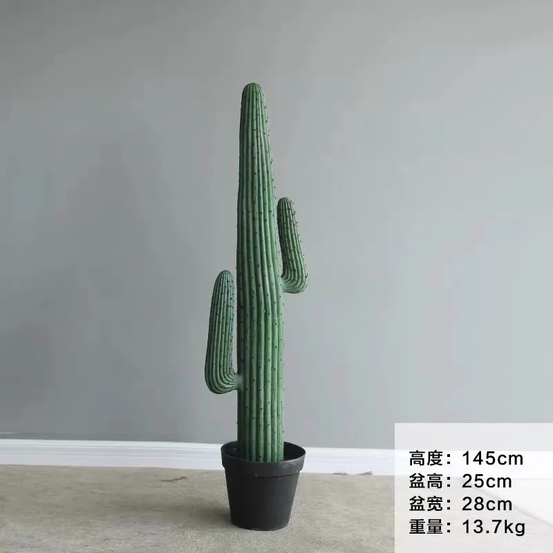 2手仙人掌