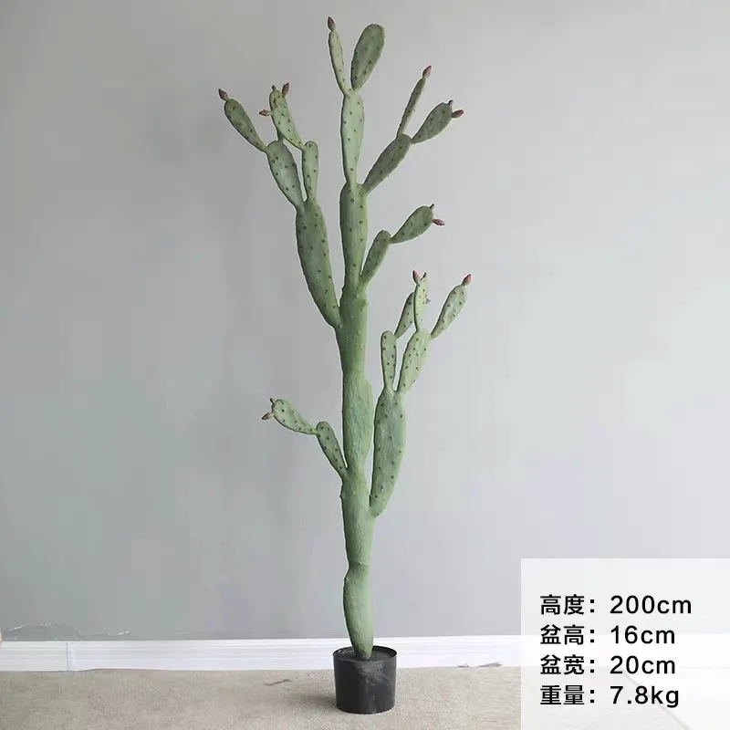 大号圆仙人掌