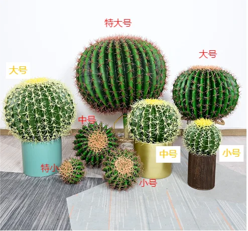 小号仙人球
