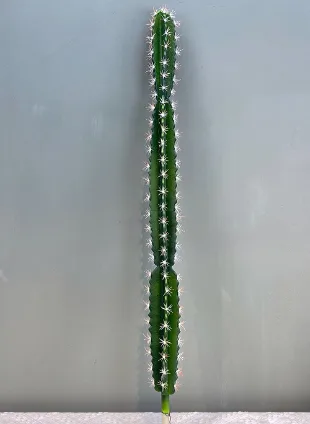 90cm带刺仙人柱