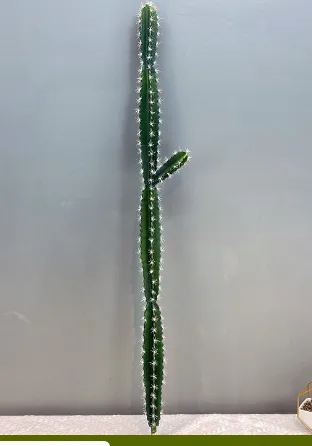 1.4m带刺仙人柱